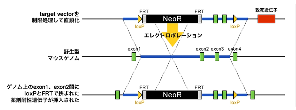 ES細胞を用いた相同組換え法での実施例 イメージ