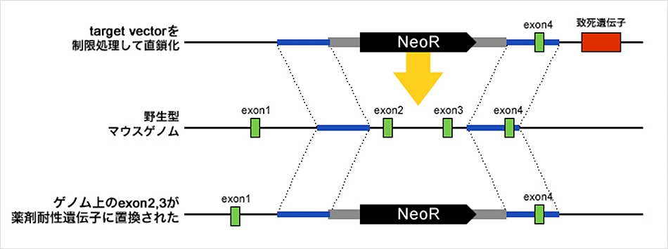 ES細胞を用いた相同組換え法での実施例 イメージ